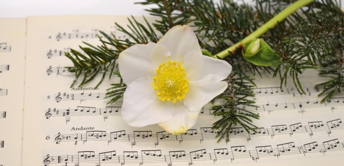 A Christmas rose and Christmas tree twigs rest on top of a music score.