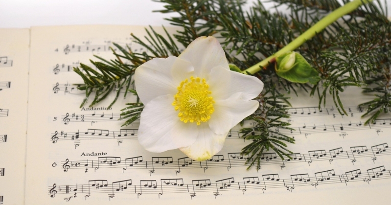 A Christmas rose and Christmas tree twigs rest on top of a music score.